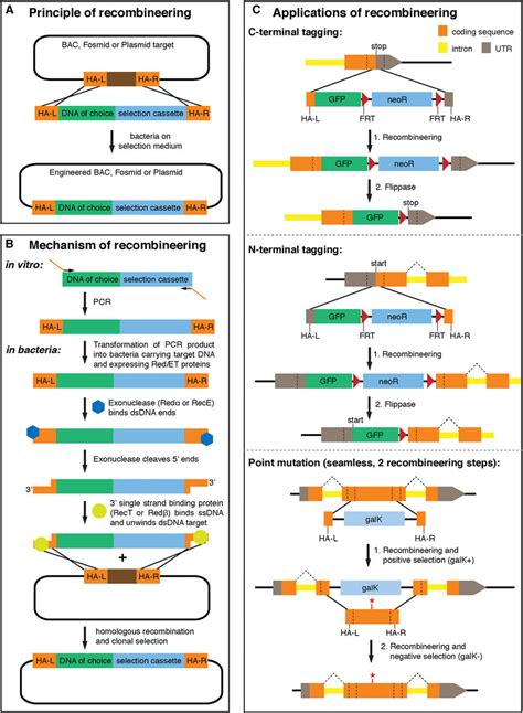 Overview Of Recombineering Principle And Its Applications A The