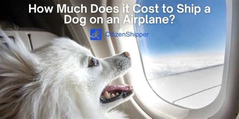 Airlines That Allow Snub Nosed Dogs In 2024 A Complete Guide To Flying