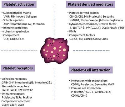 Frontiers Platelets In Skin Autoimmune Diseases