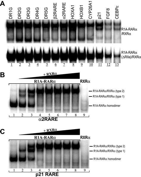 Binding Of Rares By R A Rar Rxr Heterodimer A Binding Of R A Rar Rxr