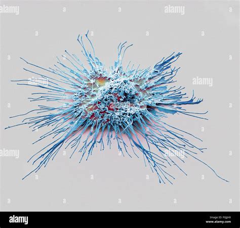 Dendritic Cell Hi Res Stock Photography And Images Alamy