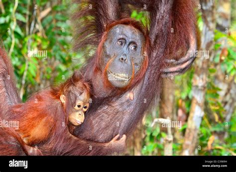 Female Orangutan With Baby Stock Photo Alamy