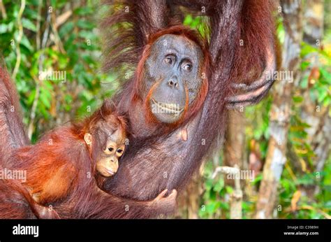 Female Orangutan Hi Res Stock Photography And Images Alamy