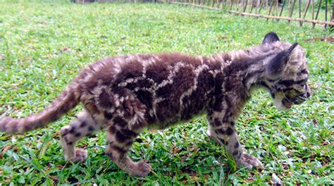 Rare clouded leopard rehabilitating at Manas field station | IFAW ...