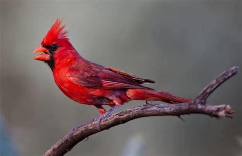 Download Bird Animal Cardinal Hd Wallpaper