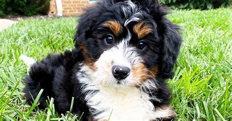 Mini Bernedoodle Puppies For Sale Premier Pups