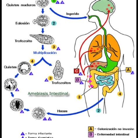 Ciclo Biológico De Amebiasis Fuente 5 Download Scientific Diagram