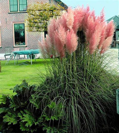 Pink Pampas Grass 200 Seeds - Cortaderia - Hirt's Gardens