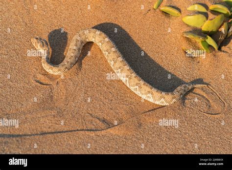 Horned Adder Bitis Caudalis Single Adult Lying On Sand In Namib