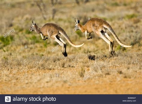 Red Kangaroos Hopping Sturt National Park New South Wales Australia