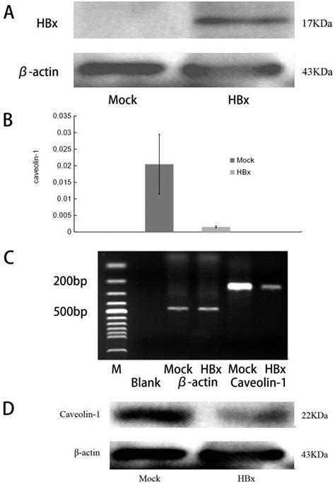 Hbx Downregulates Caveolin Expression In Smmc Hepatoma Cells