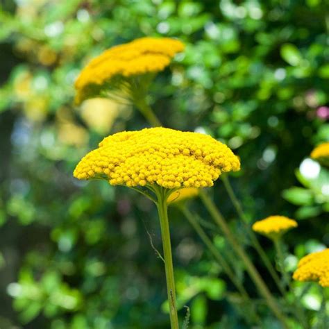 Suttons Achillea Plants Millefolium Summer Pastels • Pris