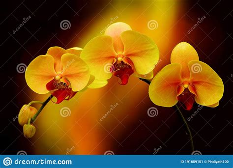 Pink Phalaenopsis Stock Image Cartoondealer