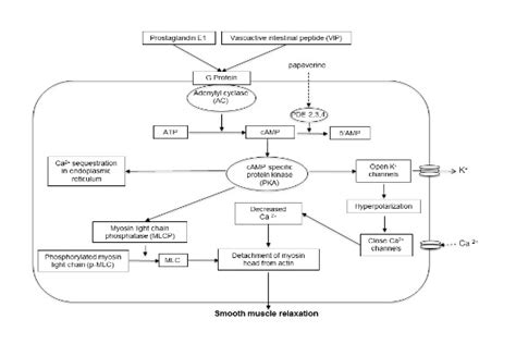 Figure 3 The CAMP Pathway In Endotext NCBI Bookshelf