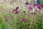 Sanguisorba Tenuifolia Purpurea Eutrochium Maculatum Gateway Piet