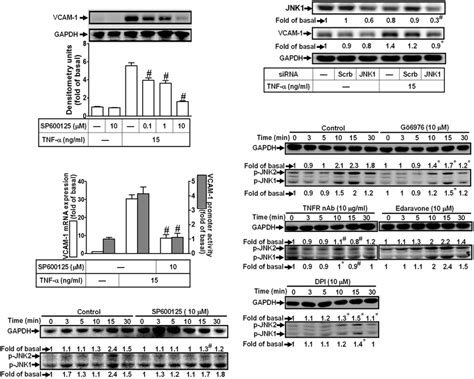 Involvement of JNK1 2 in TNF α induced VCAM 1 expression in HCFs A