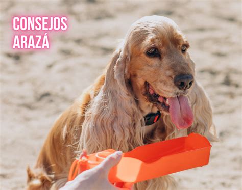 8 Consejos Para Evitar El Golpe De Calor En Mascotas Agroveterinaria