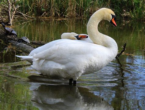 Cisne Swan Naturaleza Aves Foto Gratis En Pixabay Pixabay