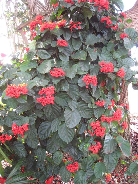 Clerodendrum Splendensflaming Glorybower Richard Lyons Nursery Inc