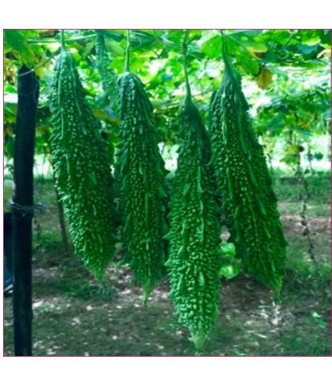 F Hybrid Bitter Gourd Karela Seeds Pack Buy F Hybrid Bitter Gourd