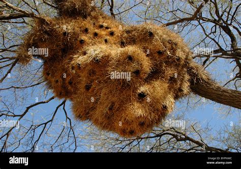 Sociable weaver bird nest Stock Photo - Alamy