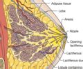 Ch Breasts Axillae And Regional Lymphatics Flashcards Quizlet