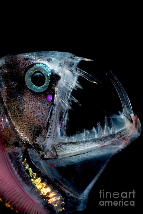 Sloanes Viperfish Photograph By Dante Fenolio Fine Art America