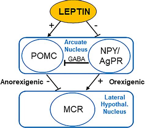 Frontiers Leptin And Obesity Role And Clinical Implication