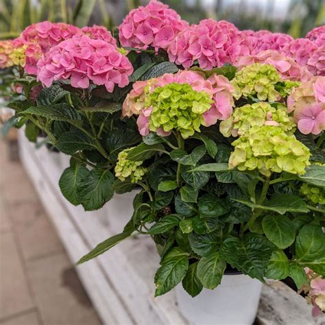 Hydrangea De P Ques Jardins Zeillinger Botanix