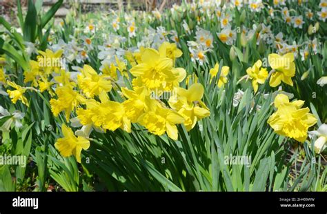 Yellow Spring Narcissus Flowers Yellow Narcissus Flower Also Known As