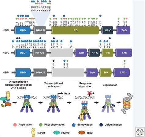 Tailoring Of Proteostasis Networks With Heat Shock Factors