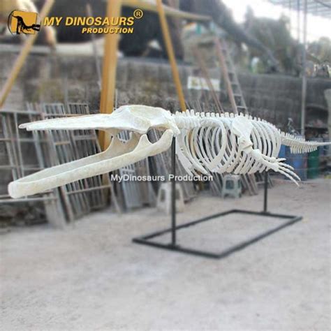 Museum Replica Megalodon Shark Jaw Skeleton for Sale | MyDinosaurs