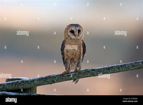 Common Barn Owl Tyto Alba Adult Watchful In Winter On Watch