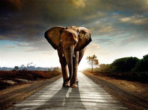 Elephant Desktop Wallpaper - EnWallpaper