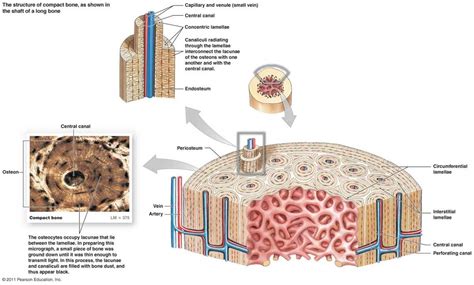 Understanding The Structure Of Osteon A Labeled Diagram