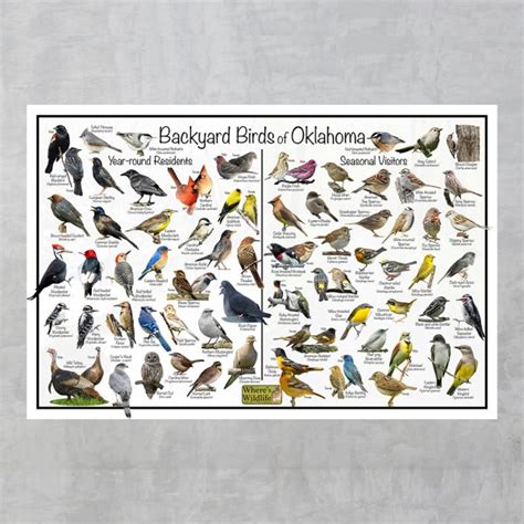 Backyard Birds of Oklahoma Bird Identification Poster Divided into Year ...