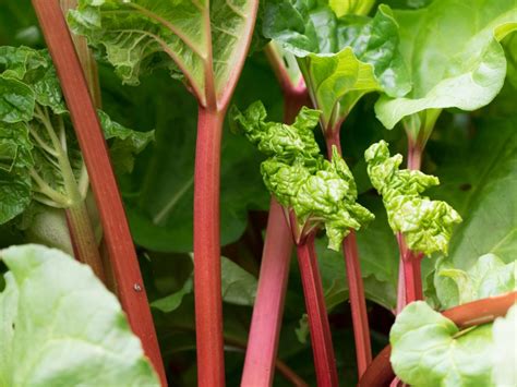 Fruits And Vegetables That Grow In The Shade Hgtv