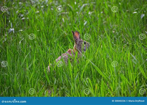 Rabbit Hiding In Grassland Royalty Free Stock Image Image 30840236