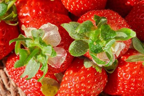 Premium Photo Fresh Juicy Strawberry In Dew Drops Harvested Seasonal