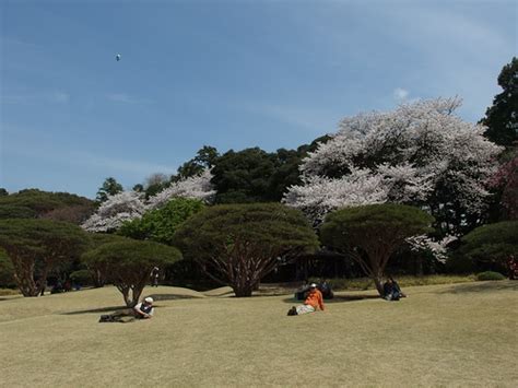 Cherry Blossoms Shinjuku Gyoen National Garden Guilhem Vellut Flickr