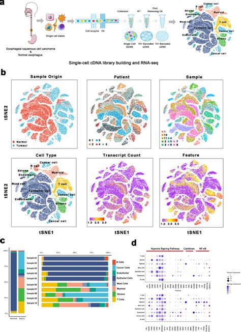 Dissecting The Single Cell Transcriptome Network Underlying Esophagus