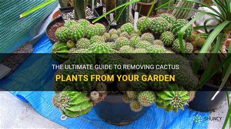 The Ultimate Guide To Removing Cactus Plants From Your Garden Shuncy