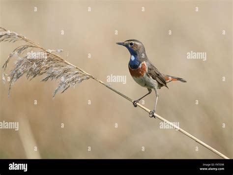 Spunky Male European White Spotted Bluethroat Luscinia Svecica