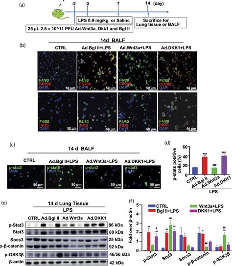 Wnt β catenin signaling inhibits primary alveolar macrophage M2