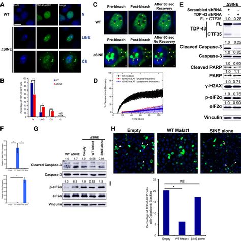 Proposed Model For Malat Regulation Of Tdp Proteostasis Through The