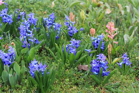 Garten Hyazinthe Hyacinthus Orientalis G Nstig Kaufen