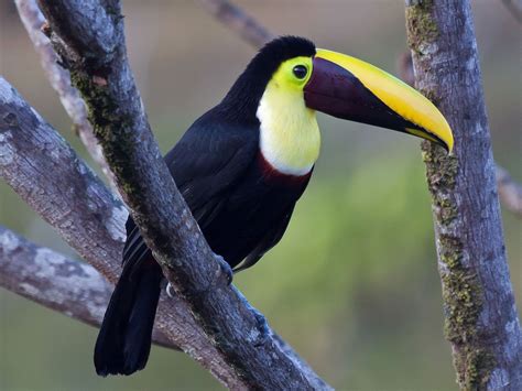 Black-mandibled Toucan (Ramphastos ambiguus) by Zak_Pohlen. Beautiful Birds, Families, Animals ...