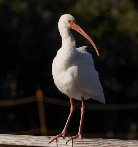 A White Ibis At Carolina Beach Best Life Birding Birdwatching Tours