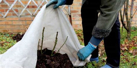 Come Proteggere Le Piante Dal Freddo E Dal Gelo Ambiente Bio