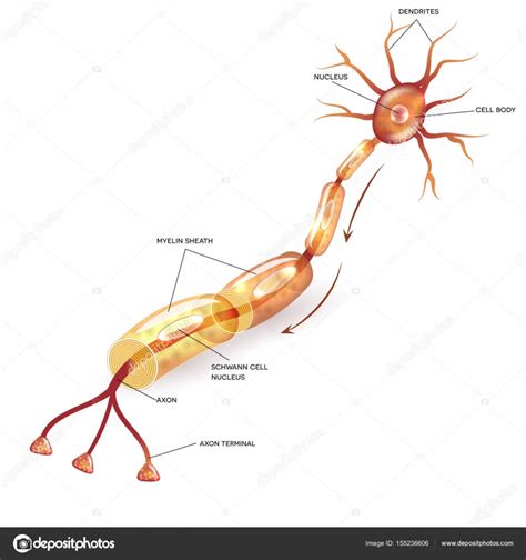 Neurón con vaina de mielina Stock Vector by megija 155236606